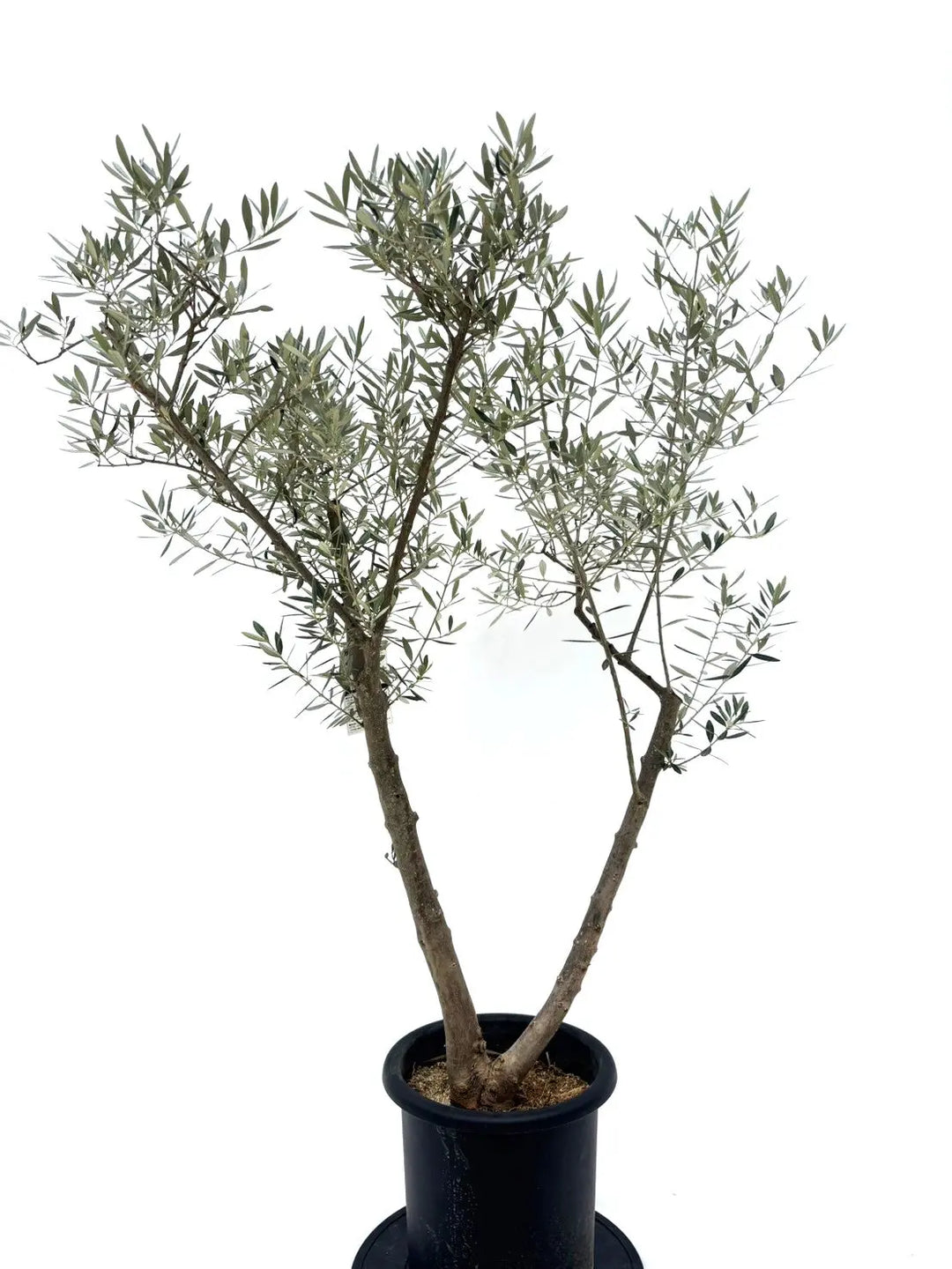 オリーブ ピクアル2.9M(鉢底から)品番A オリーブ ピクアル2.9M(鉢底から)品番A