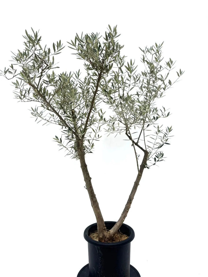 ピクアル Lサイズ 約145cm NO.10589 オリーブの木 人気品種
