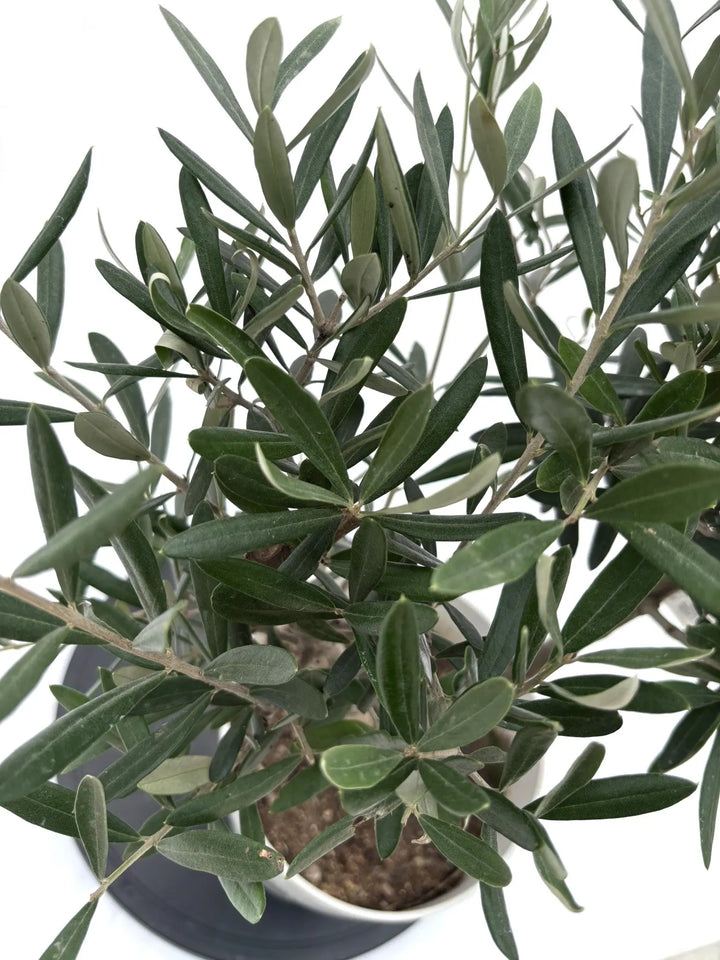 人気・直立型】コラチナ（オリーブの木）〈シンボル向き〉｜70cm｜S