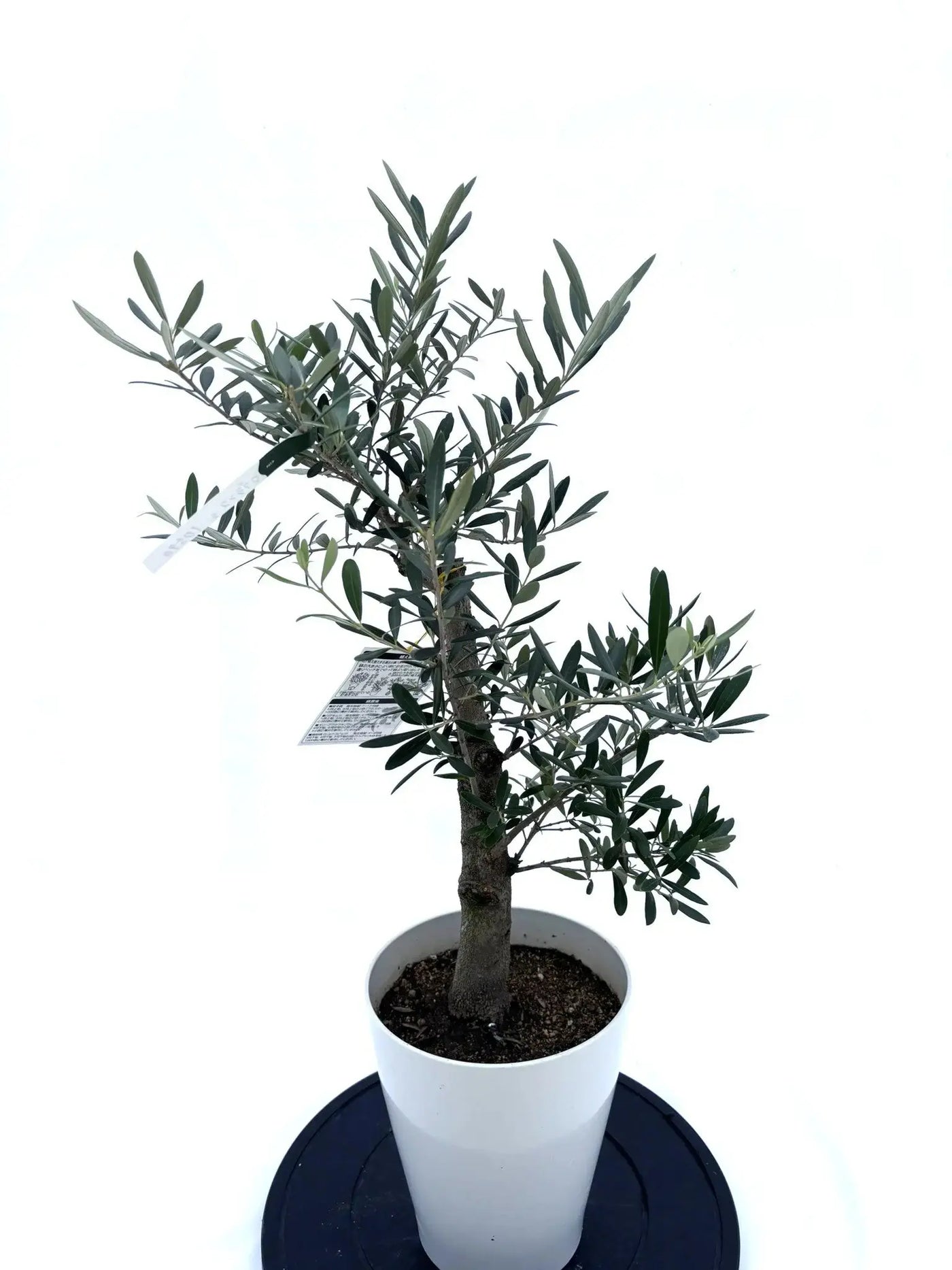 NEW【人気・開帳型】ネバディロブランコ（オリーブの木）〈初心者向き〉｜約75cm｜Sサイズ｜No.10593 株式会社鶴亀園
