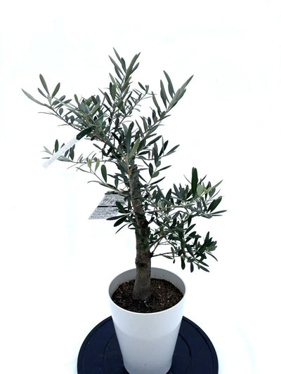 NEW【人気・開帳型】ネバディロブランコ（オリーブの木）〈初心者向き〉｜約75cm｜Sサイズ｜No.10593 株式会社鶴亀園