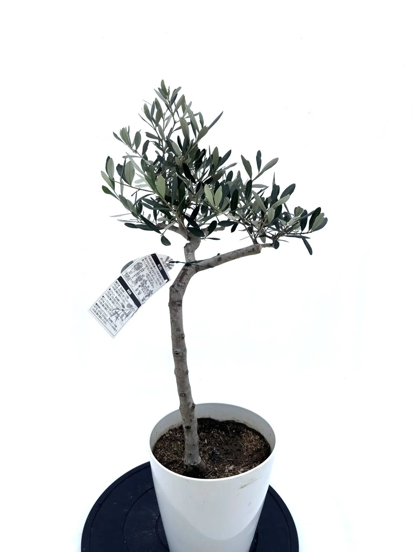 NEW【人気・寒冷地対応】ルッカ（オリーブの木）〈初心者向き〉｜約80cm｜Sサイズ｜No.10594 株式会社鶴亀園