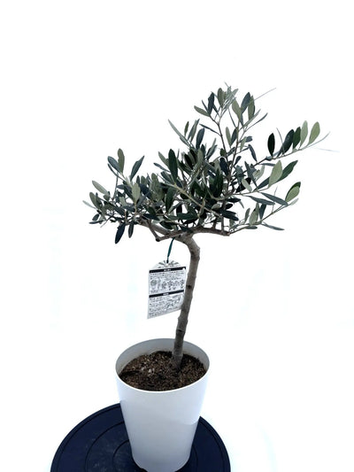NEW【人気・寒冷地対応】ルッカ（オリーブの木）〈初心者向き〉｜約80cm｜Sサイズ｜No.10594 株式会社鶴亀園