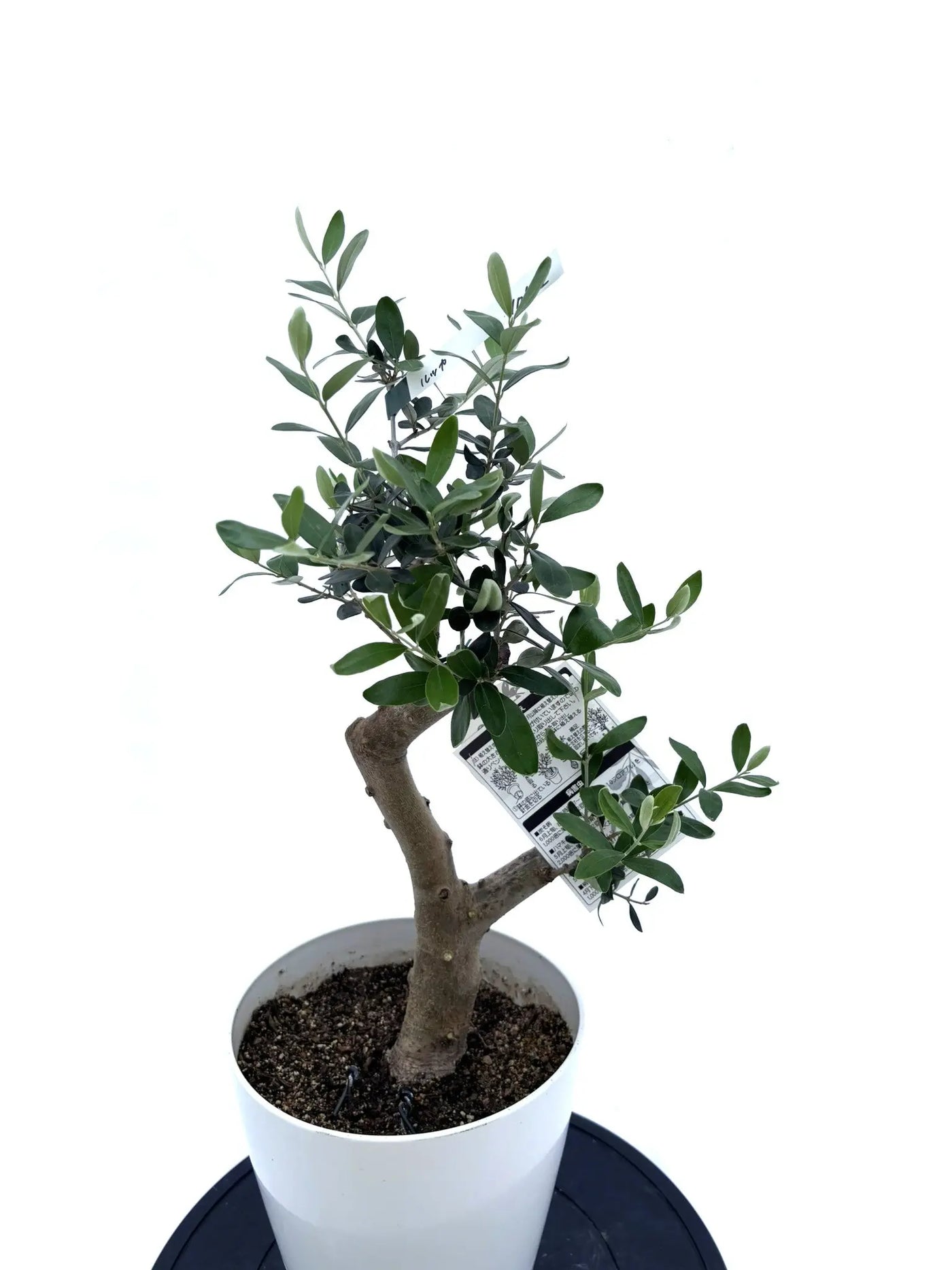 NEW【人気・寒冷地対応】ルッカ（オリーブの木）〈初心者向き〉｜約65cm｜Sサイズ｜No.10595 株式会社鶴亀園