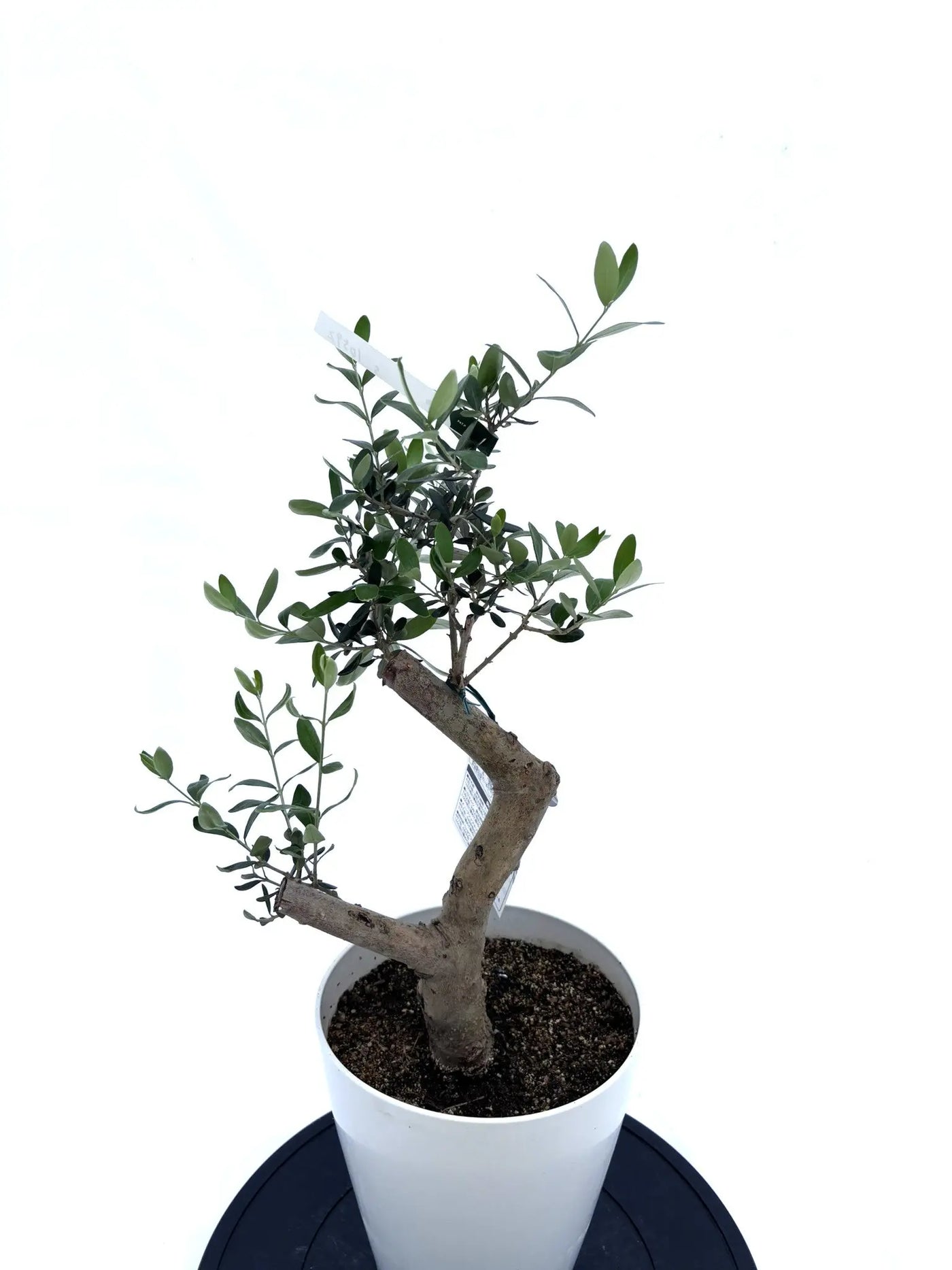 NEW【人気・寒冷地対応】ルッカ（オリーブの木）〈初心者向き〉｜約65cm｜Sサイズ｜No.10595 株式会社鶴亀園