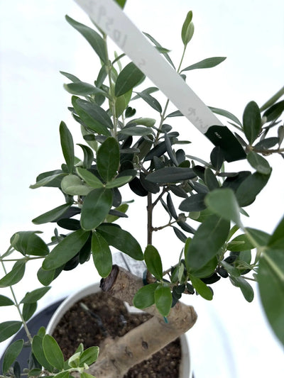 NEW【人気・寒冷地対応】ルッカ（オリーブの木）〈初心者向き〉｜約65cm｜Sサイズ｜No.10595 株式会社鶴亀園