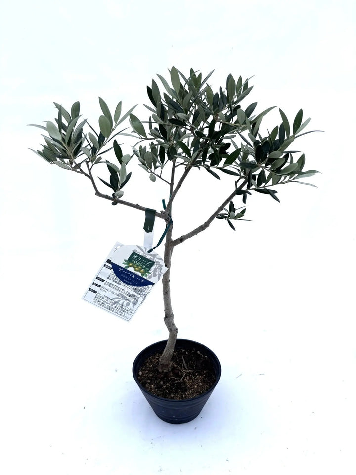 実が沢山付いてます！実を楽しみたい方にオススメのオリーブ・アルベキナ NO.10596-1_5_720x.jpg?v=1753116750