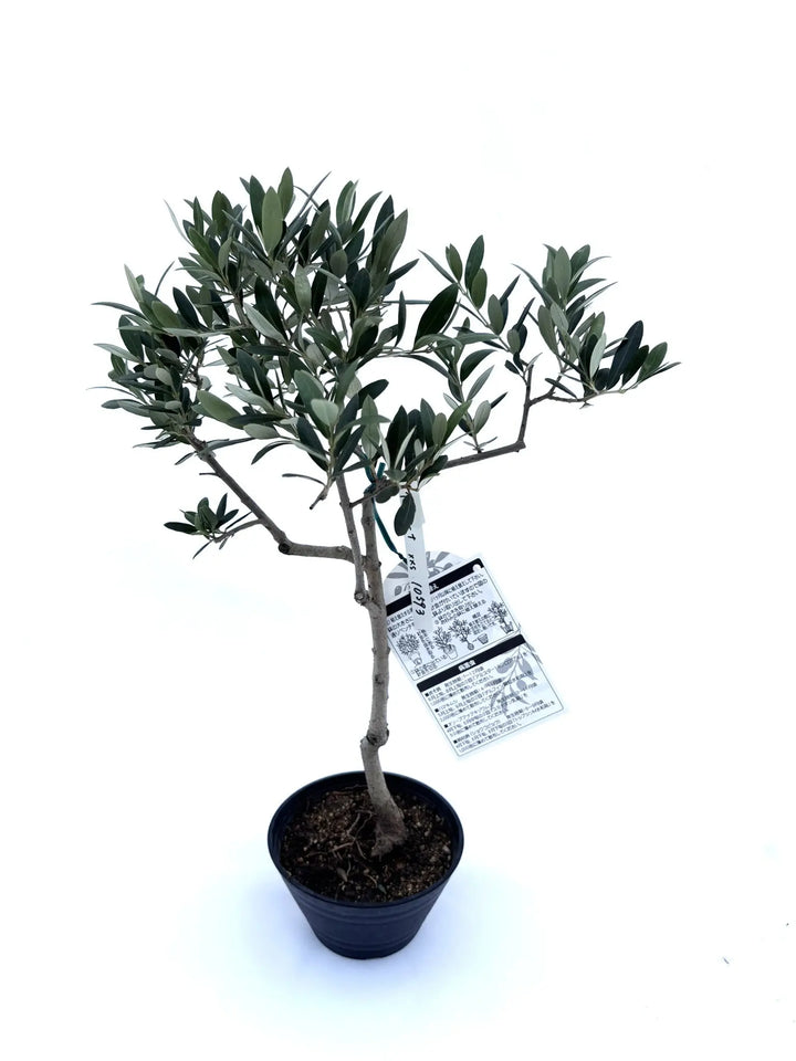人気・小実】アルベキーナ（オリーブの木）〈盆栽風〉〈ギフト向き