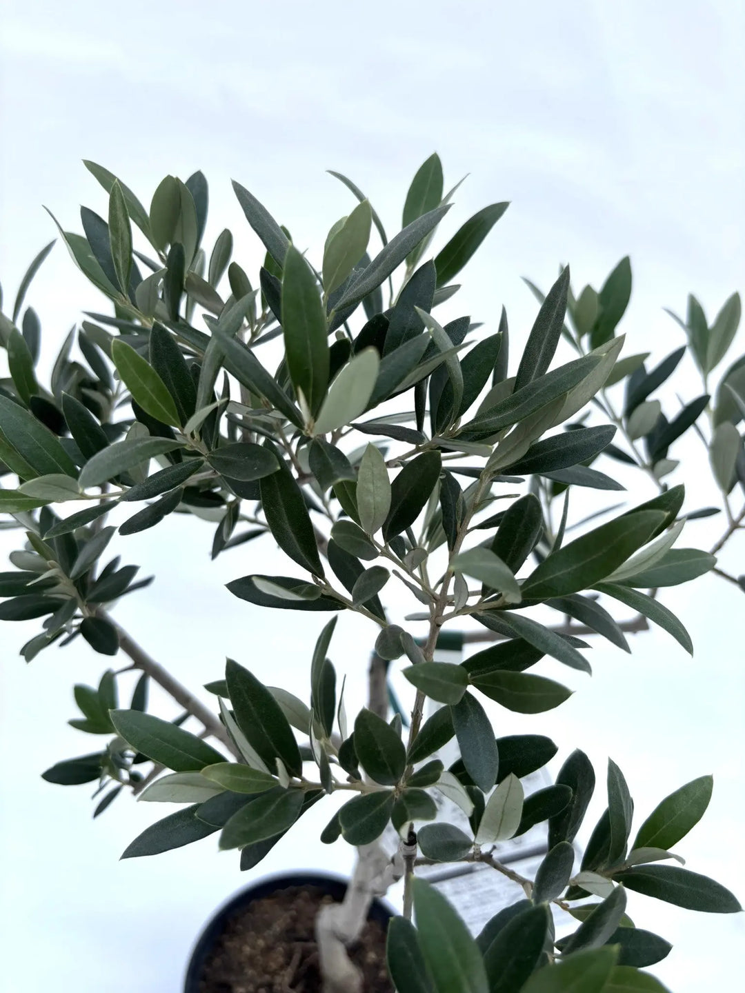 実が沢山付いてます！実を楽しみたい方にオススメのオリーブ・アルベキナ 実が沢山付いてます！実を楽しみたい方にオススメのオリーブ