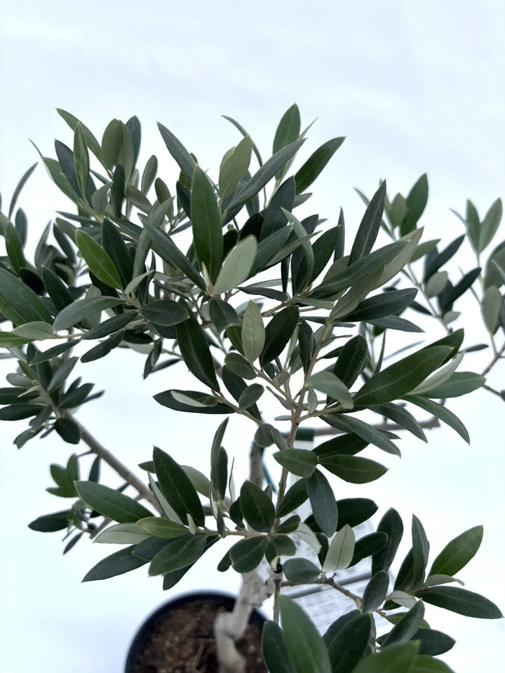 人気・小実】アルベキーナ（オリーブの木）〈盆栽風〉〈ギフト向き