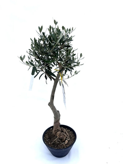 NEW【人気・開帳型】ネバディロブランコ（オリーブの木）〈盆栽風〉〈初心者向き〉｜約60cm｜XSサイズ｜No.10597 株式会社鶴亀園