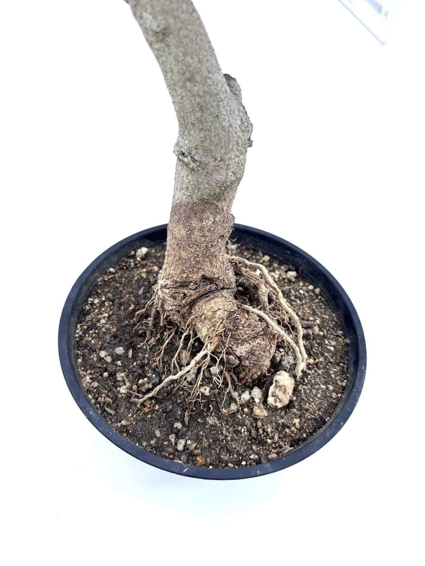 NEW【人気・開帳型】ネバディロブランコ（オリーブの木）〈盆栽風〉〈初心者向き〉｜約60cm｜XSサイズ｜No.10597 株式会社鶴亀園