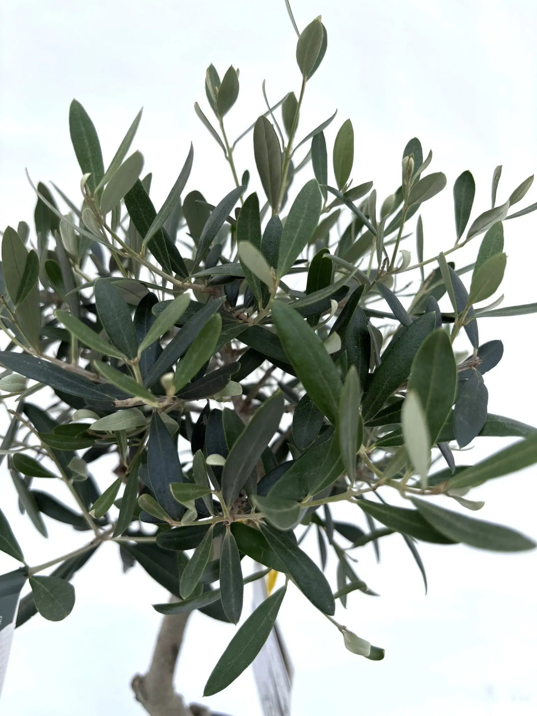 人気・開帳型】ネバディロブランコ（オリーブの木）〈初心者向き〉｜約