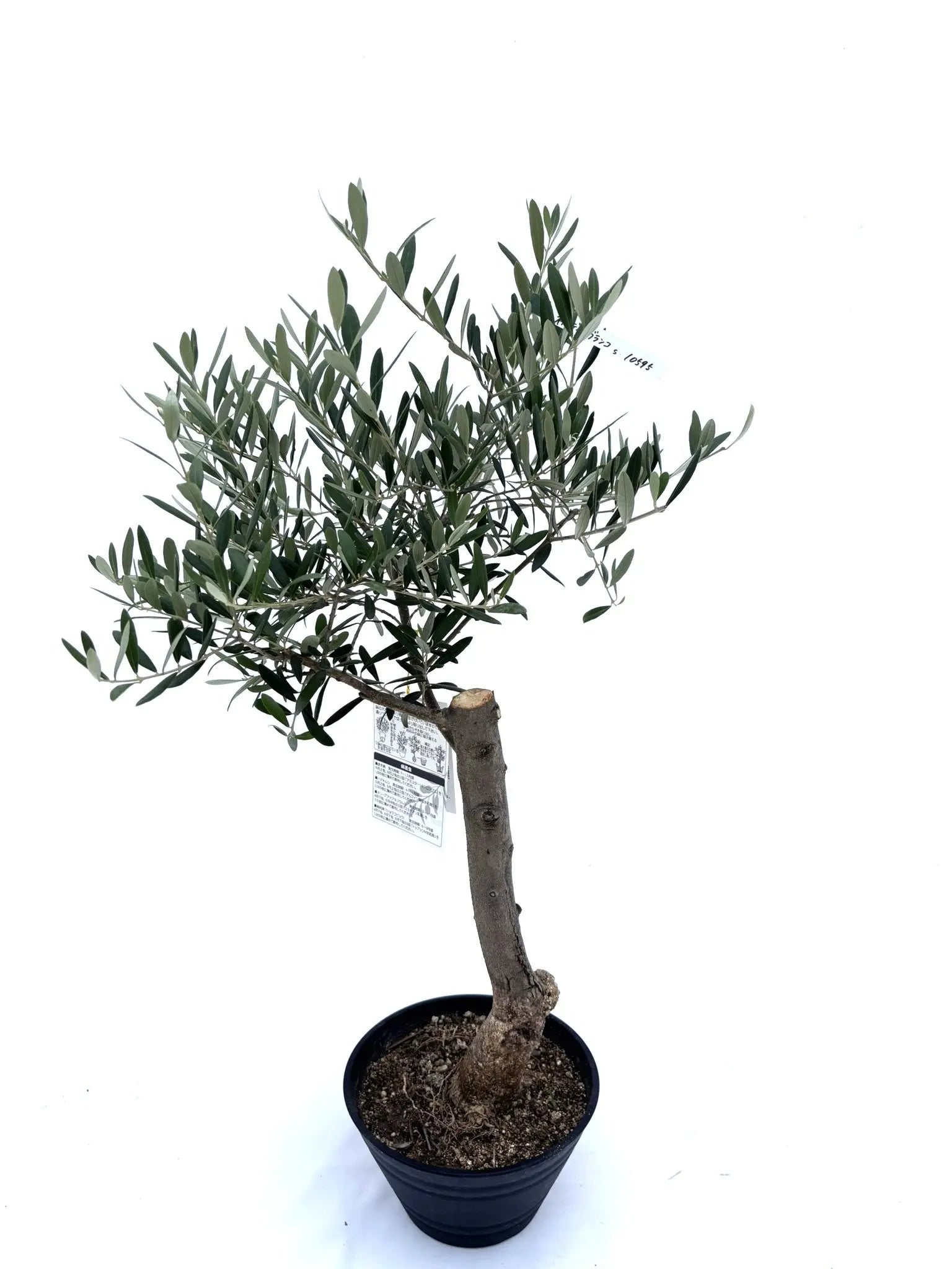 オリーブの木　ネバディロブランコ　7号　約110cm　NO.630　人気　現品 NEW【人気・開帳型】ネバディロブランコ（オリーブの木）〈初心者向き