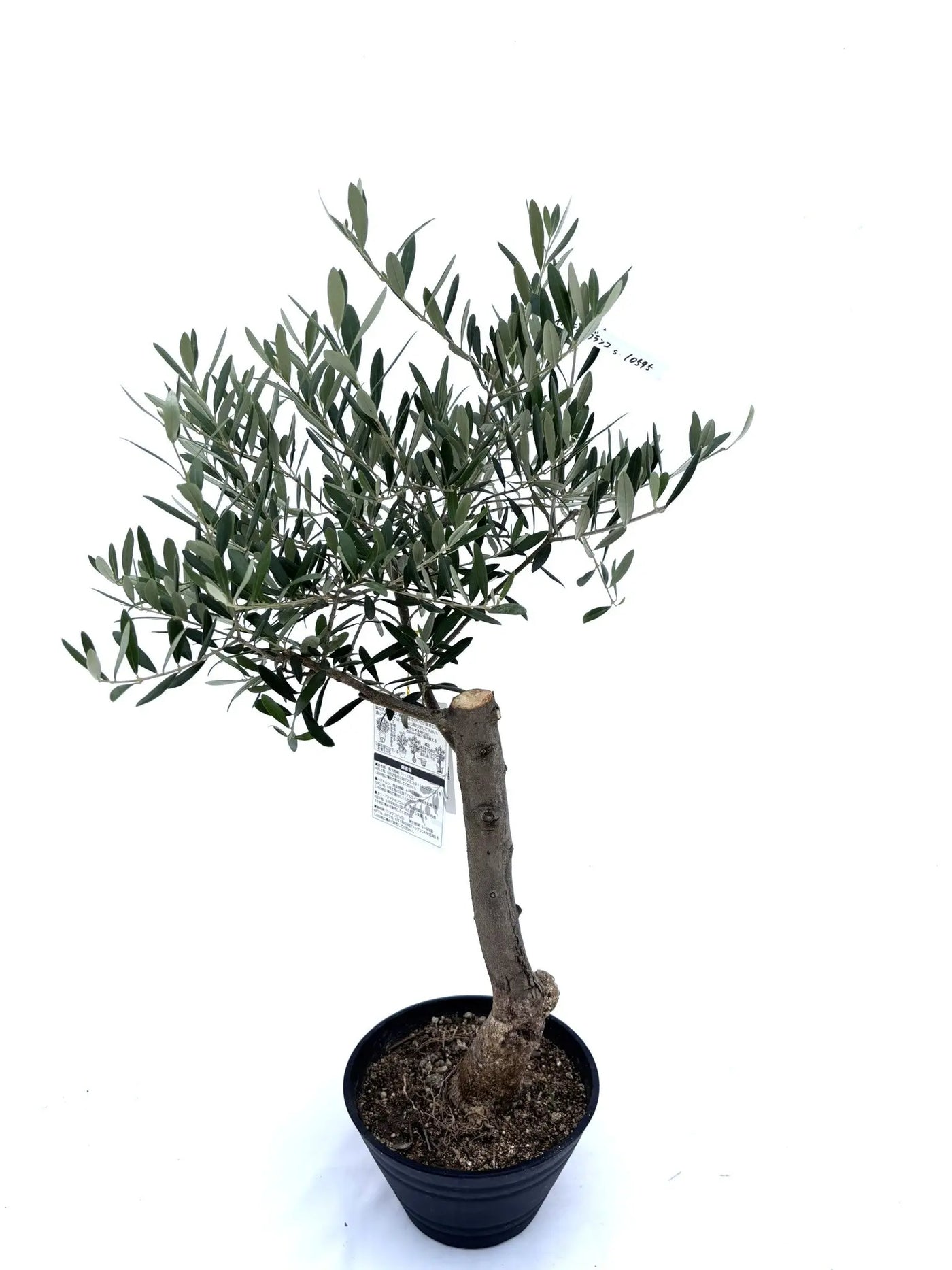 NEW【人気・開帳型】ネバディロブランコ（オリーブの木）〈初心者向き〉｜約80cm｜Sサイズ｜No.10598 株式会社鶴亀園