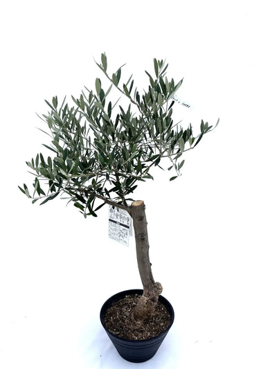 NEW【人気・開帳型】ネバディロブランコ（オリーブの木）〈初心者向き〉｜約80cm｜Sサイズ｜No.10598 株式会社鶴亀園