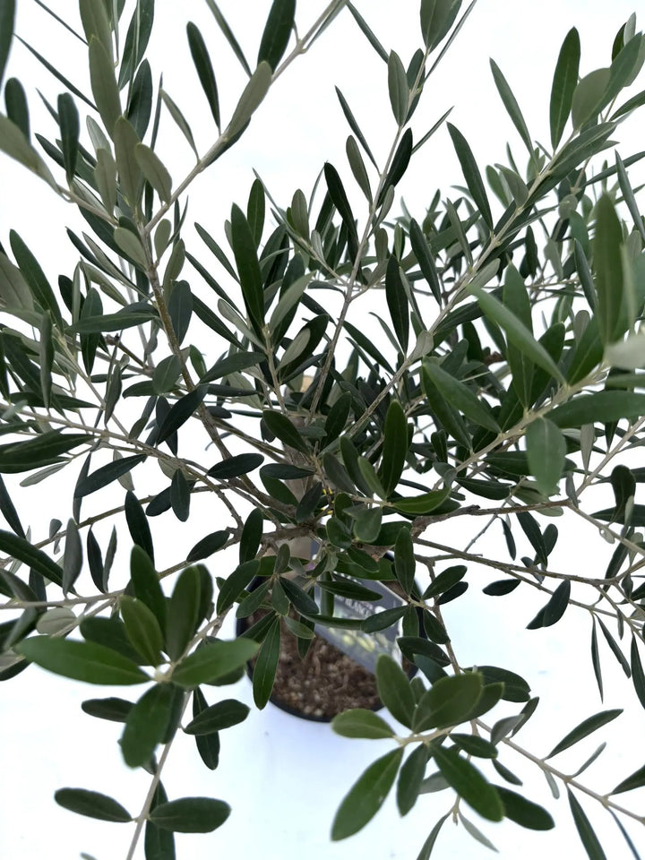 NEW【人気・開帳型】ネバディロブランコ（オリーブの木