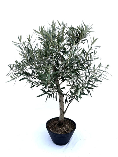 NEW【人気・初心者向き・シンボル向き】シプレシーノ（オリーブの木）〈盆栽風〉｜約100cm｜Lサイズ｜No.10599 株式会社鶴亀園
