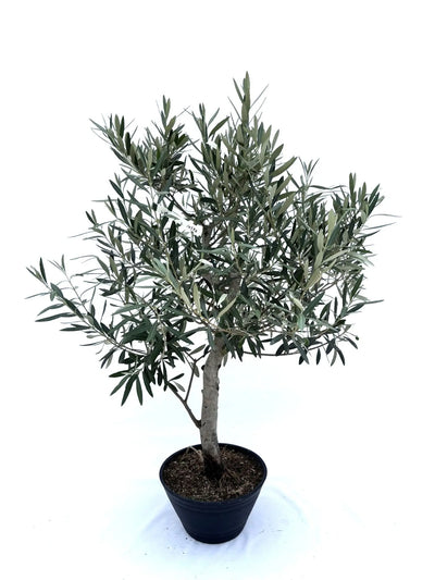 NEW【人気・初心者向き・シンボル向き】シプレシーノ（オリーブの木）〈盆栽風〉｜約100cm｜Lサイズ｜No.10599 株式会社鶴亀園