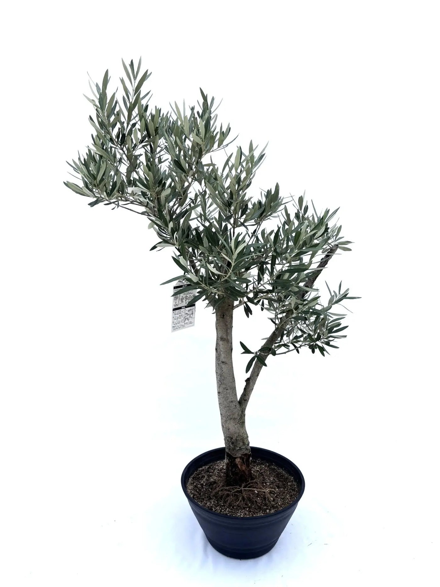 NEW【人気・初心者向き・シンボル向き】シプレシーノ（オリーブの木）〈盆栽風〉〈大型商品〉｜約120cm｜XLサイズ｜No.10600 株式会社鶴亀園