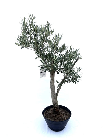 NEW【人気・初心者向き・シンボル向き】シプレシーノ（オリーブの木）〈盆栽風〉〈大型商品〉｜約120cm｜XLサイズ｜No.10600 株式会社鶴亀園