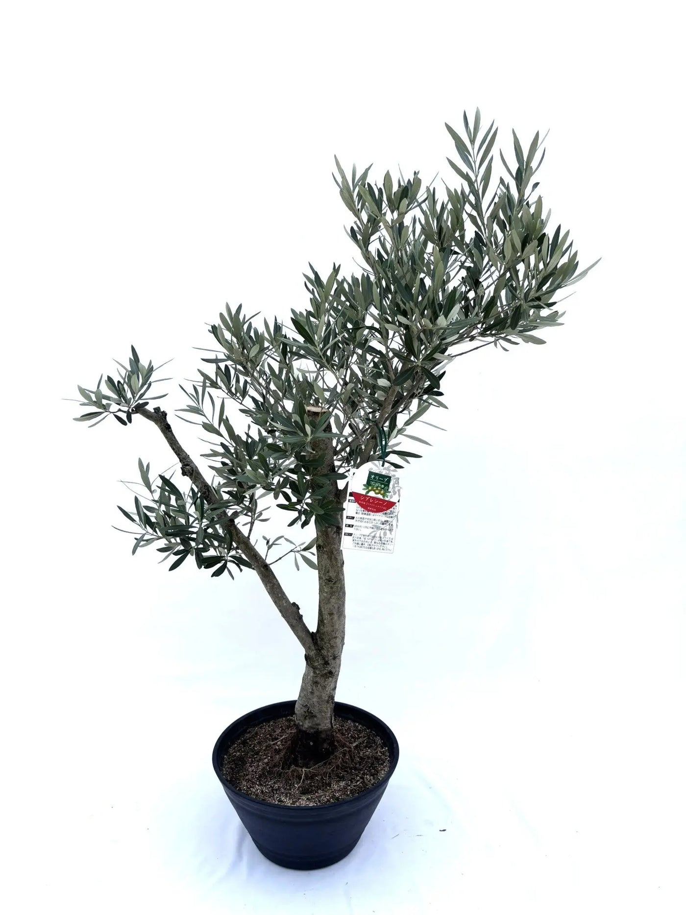 NEW【人気・初心者向き・シンボル向き】シプレシーノ（オリーブの木）〈盆栽風〉〈大型商品〉｜約120cm｜XLサイズ｜No.10600 株式会社鶴亀園