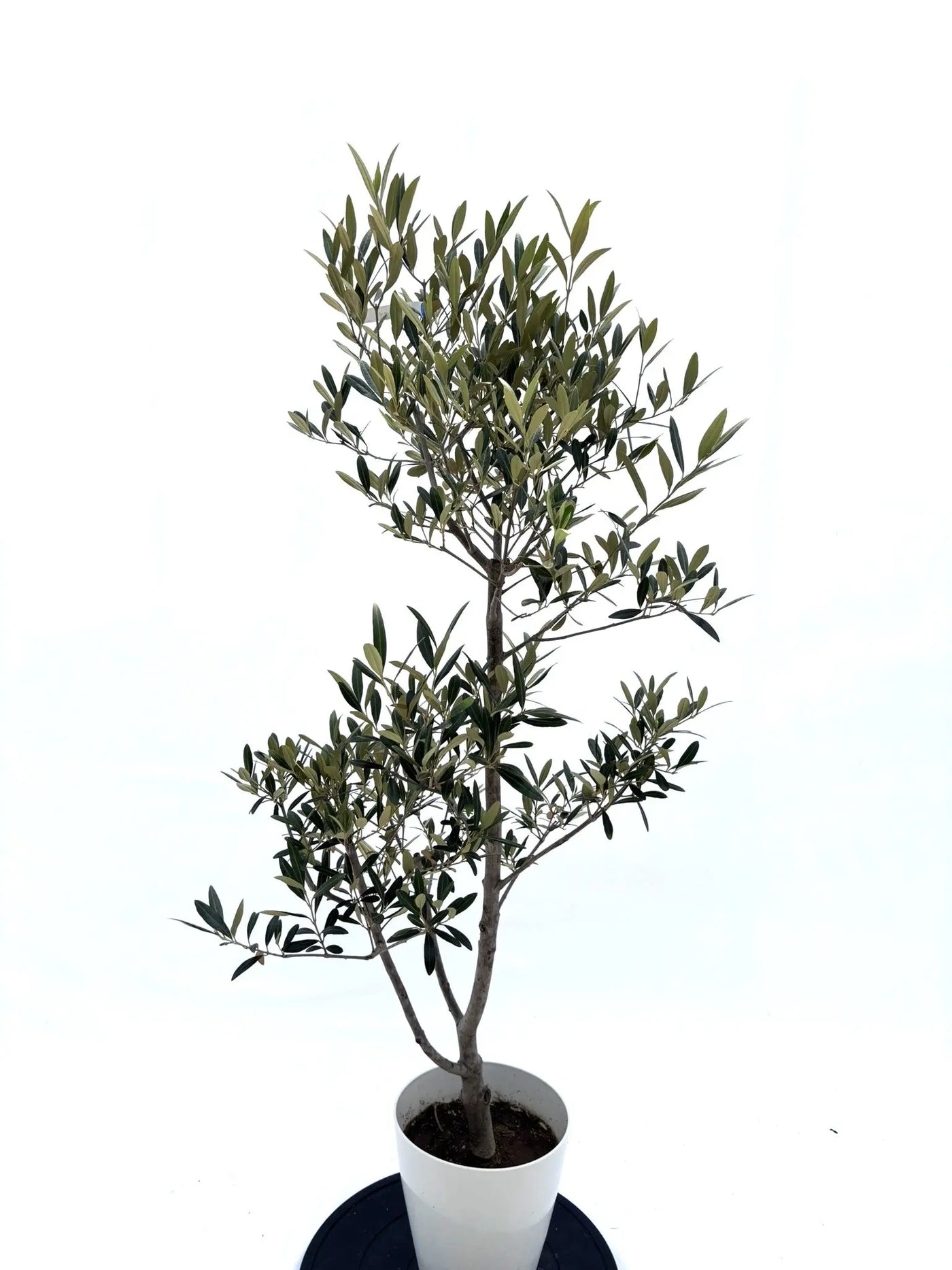 NEW【初心者向き・直立型】ひなかぜ（オリーブの木）〈目隠し〉｜約130cm｜Sサイズ｜No.10602 株式会社鶴亀園
