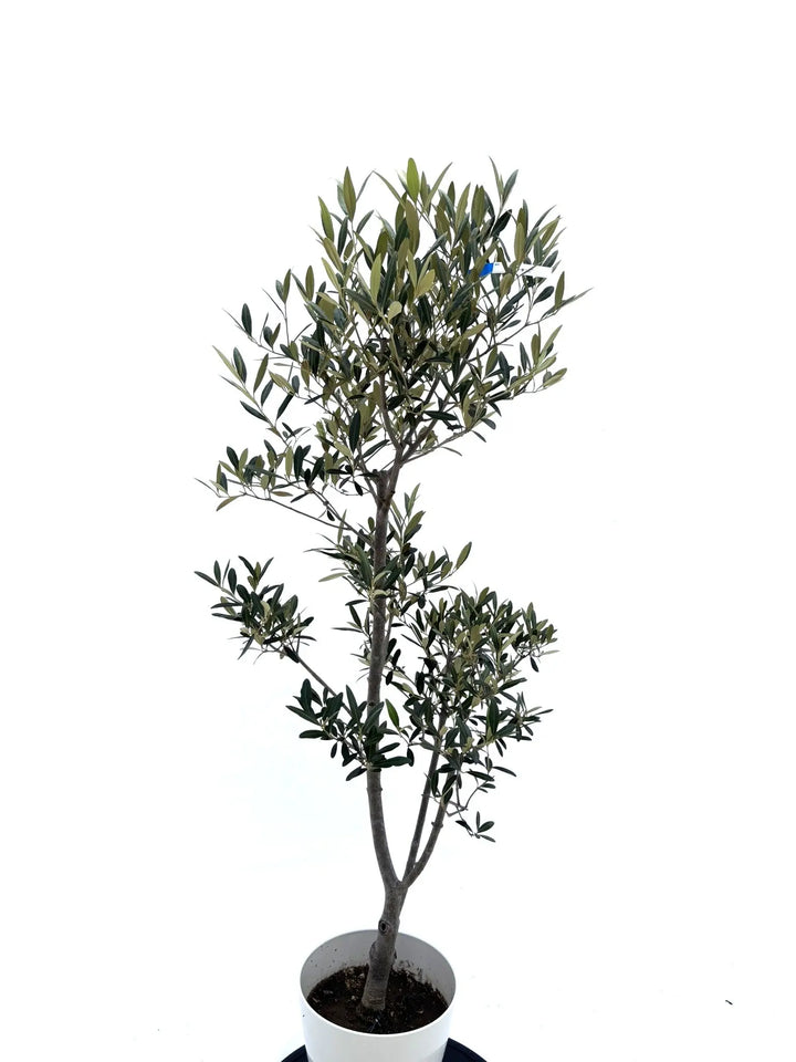 オリーブの木　ひなかぜ　8号　約110cm　K-212　現品掲載 オリーブの木 ひなかぜ 8号 約110cm K-212 現品掲載