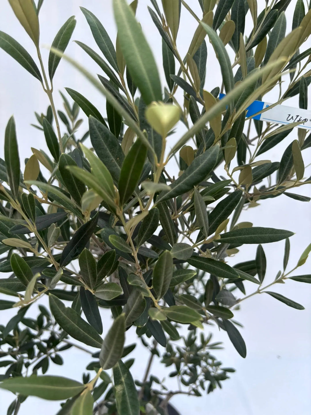 Natural Season 26インチ オリーブグリーン【引取できる方歓迎】 Natural Season 26インチ オリーブグリーン【引取できる方歓迎