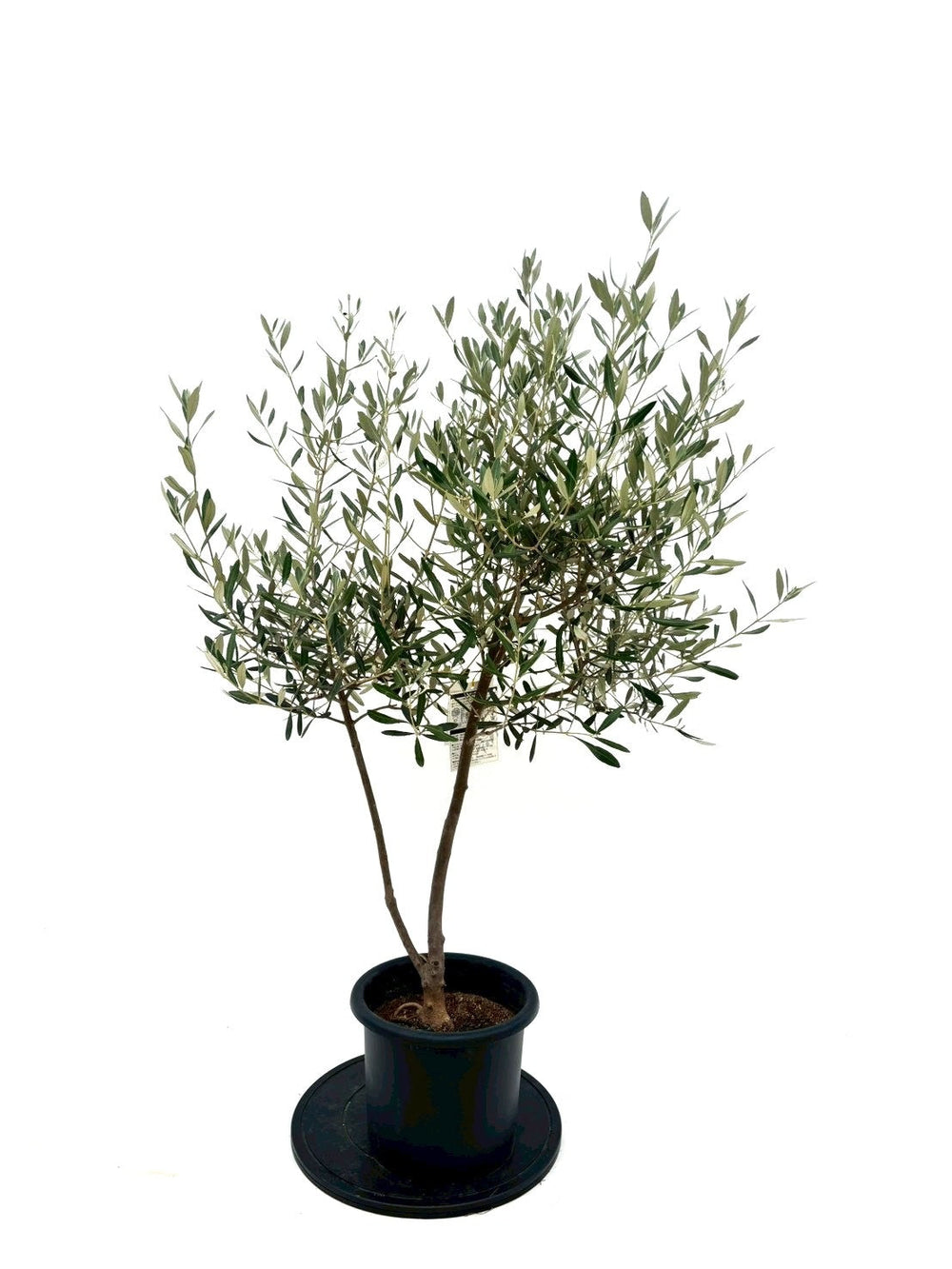 オリーブの木（全商品）｜写真の木をそのままお届け［現品販売］｜鶴亀