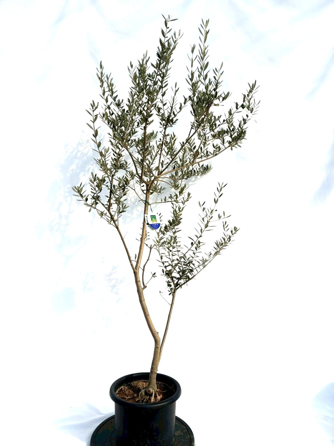 NEWマンザニロ（オリーブの木）｜Mサイズ｜NO.10693｜約165cm｜ 人気・大実・初心者向き