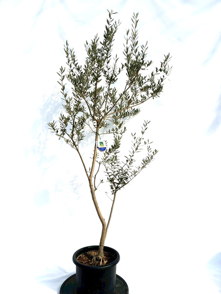 オリーブ　プロフご覧下さいです adidas｜【公式】アディダス adidas 【オリジナルスゴルフ】ZX