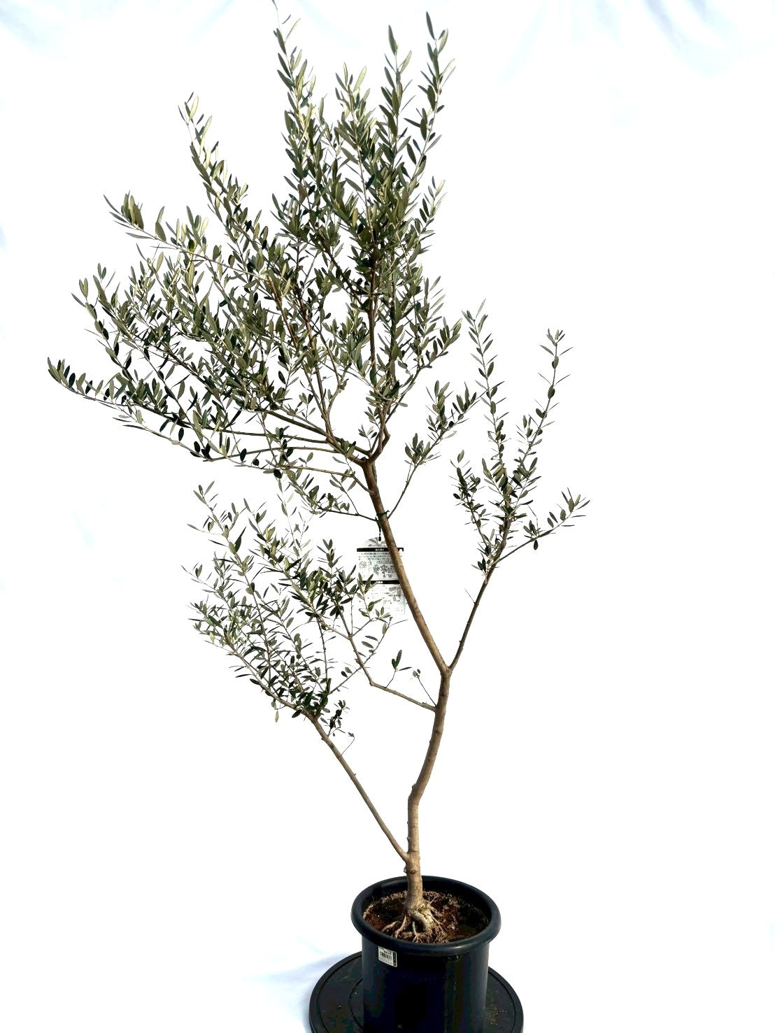 NEWマンザニロ（オリーブの木）｜Mサイズ｜NO.10693｜約165cm｜ 人気・大実・初心者向き