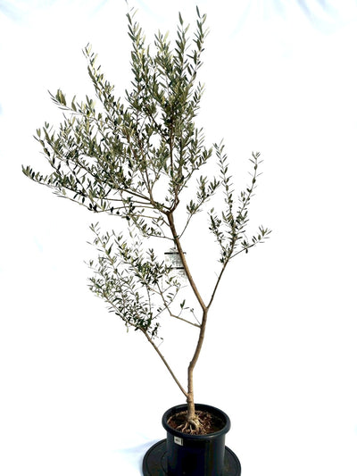 NEWマンザニロ（オリーブの木）｜Mサイズ｜NO.10693｜約165cm｜ 人気・大実・初心者向き