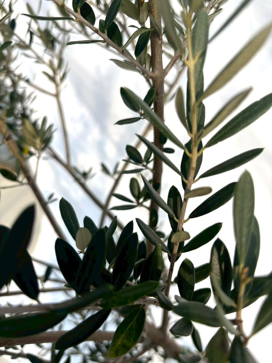 NEWマンザニロ（オリーブの木）｜Mサイズ｜NO.10693｜約165cm｜ 人気・大実・初心者向き