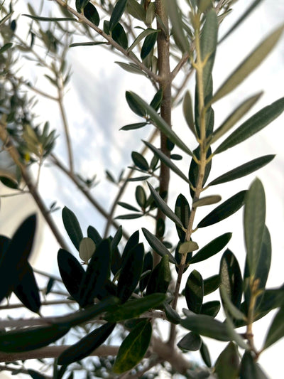 NEWマンザニロ（オリーブの木）｜Mサイズ｜NO.10693｜約165cm｜ 人気・大実・初心者向き