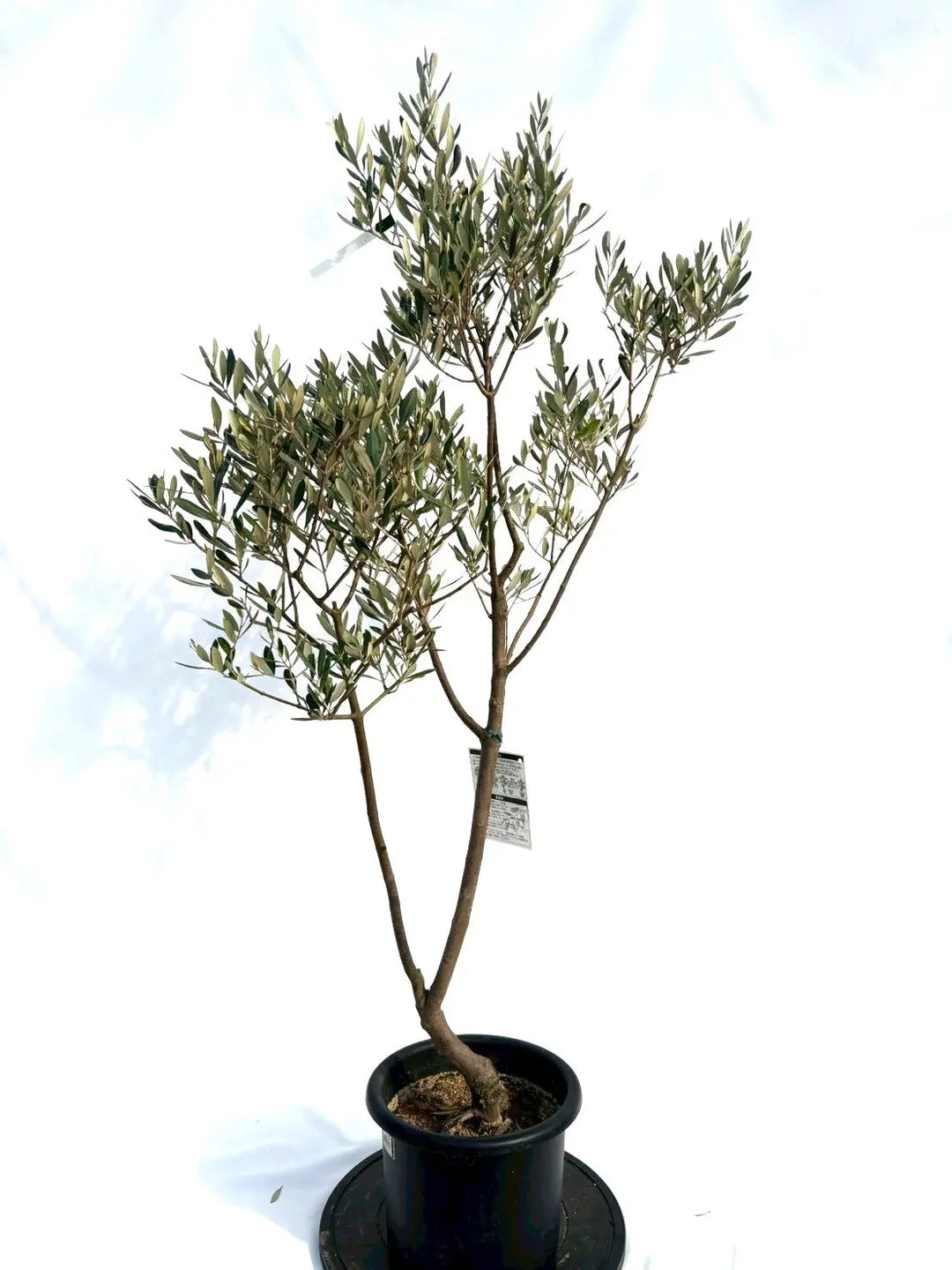 NEWミッション（オリーブの木）｜Mサイズ｜NO.10694｜約150cm｜人気