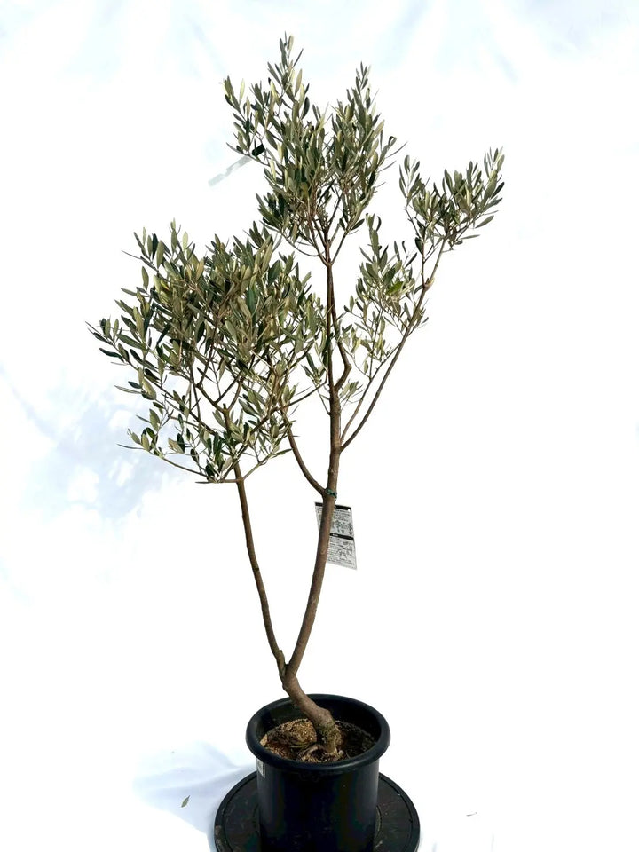 オリーブの木　ミッション オリーブの木 ミッション | 観葉植物 | 送料無料でお届け - Hitohana