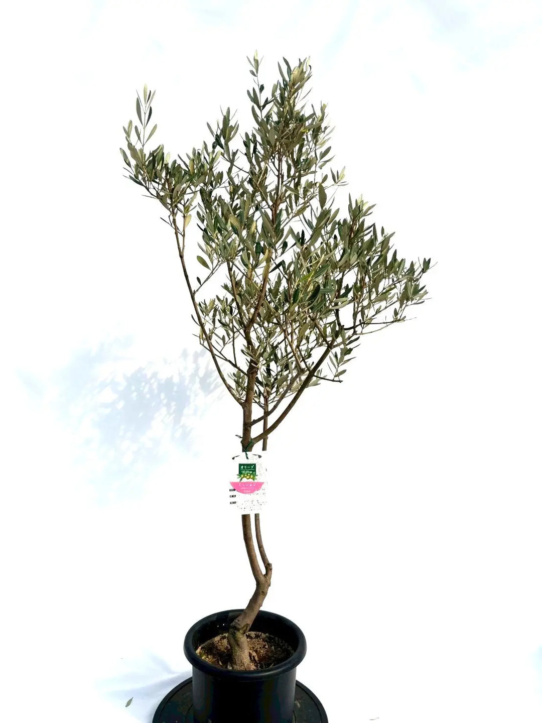 NEWミッション（オリーブの木）｜Mサイズ｜NO.10694｜約150cm｜人気