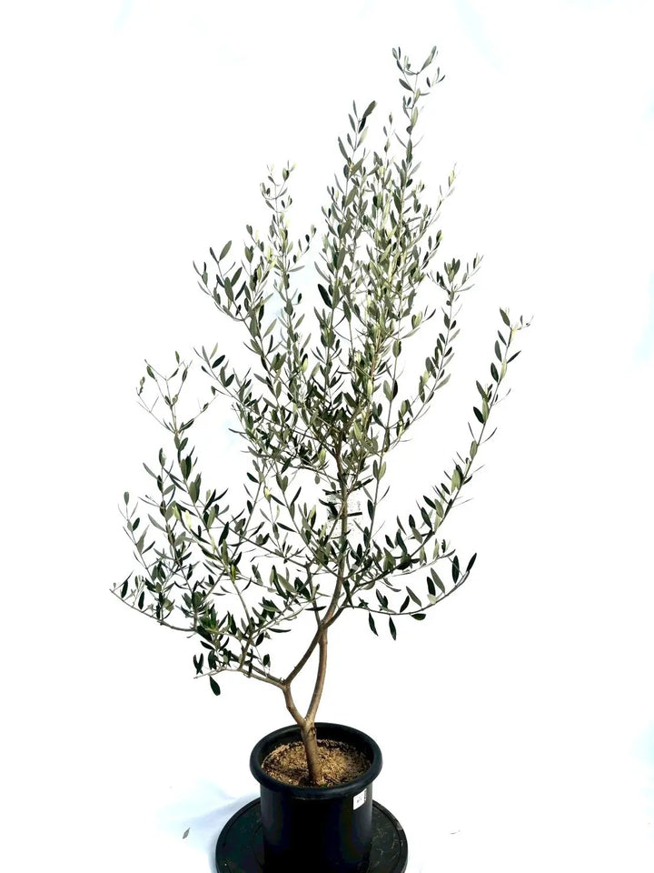 オリーブの木 個性あふれる１点もの　超特大フリーカット　潔く愚直に生きる姿 NEWルッカ（オリーブの木）｜Mサイズ｜NO.10696｜約165cm｜人気