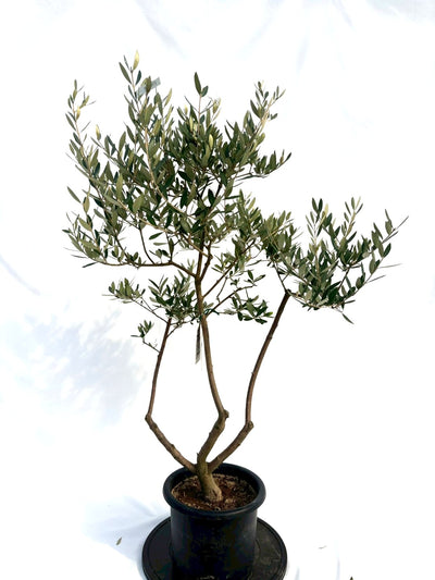 NEWレッチーノ（オリーブの木）｜Mサイズ｜NO.10698｜約125cm｜人気・銀葉・シンボルツリー向き