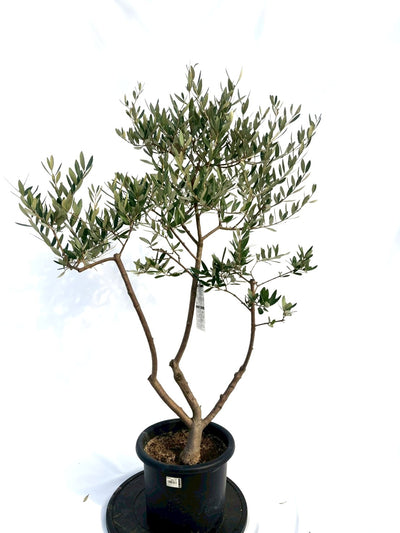 NEWレッチーノ（オリーブの木）｜Mサイズ｜NO.10698｜約125cm｜人気・銀葉・シンボルツリー向き