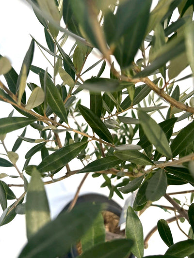 NEWレッチーノ（オリーブの木）｜Mサイズ｜NO.10698｜約125cm｜人気・銀葉・シンボルツリー向き