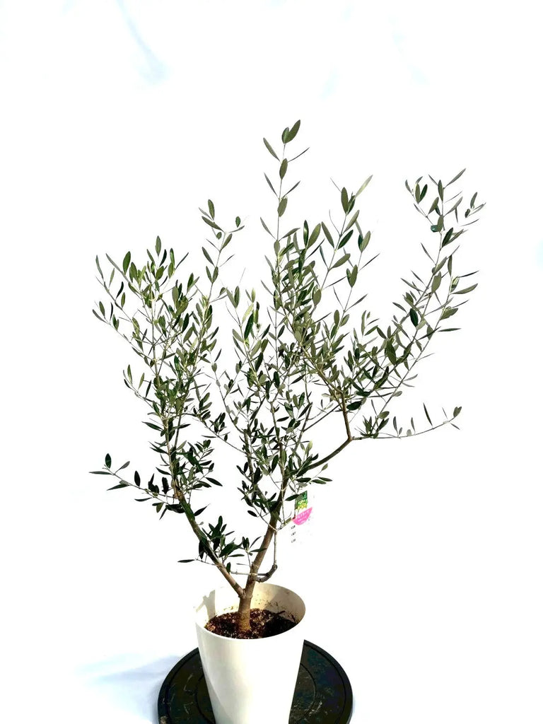 希少　オリーブの木　アスコラーナ　テネラ 希少 オリーブの木 アスコラーナテネラ 希少 オリーブの木 アス