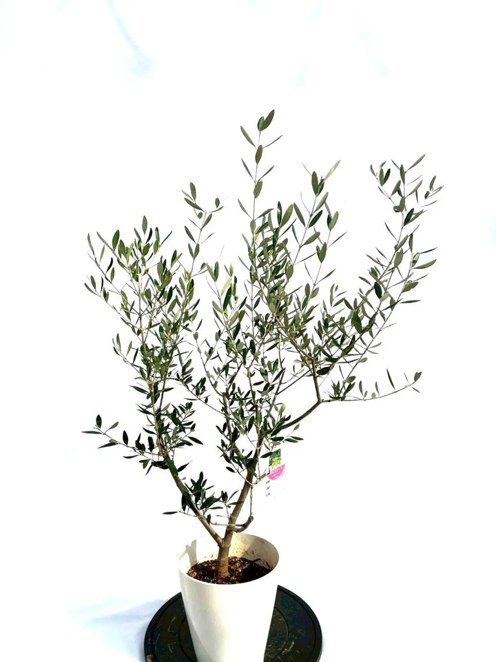 NEWアスコラーナ（オリーブの木）｜Sサイズ｜NO.10699｜約110cm｜人気