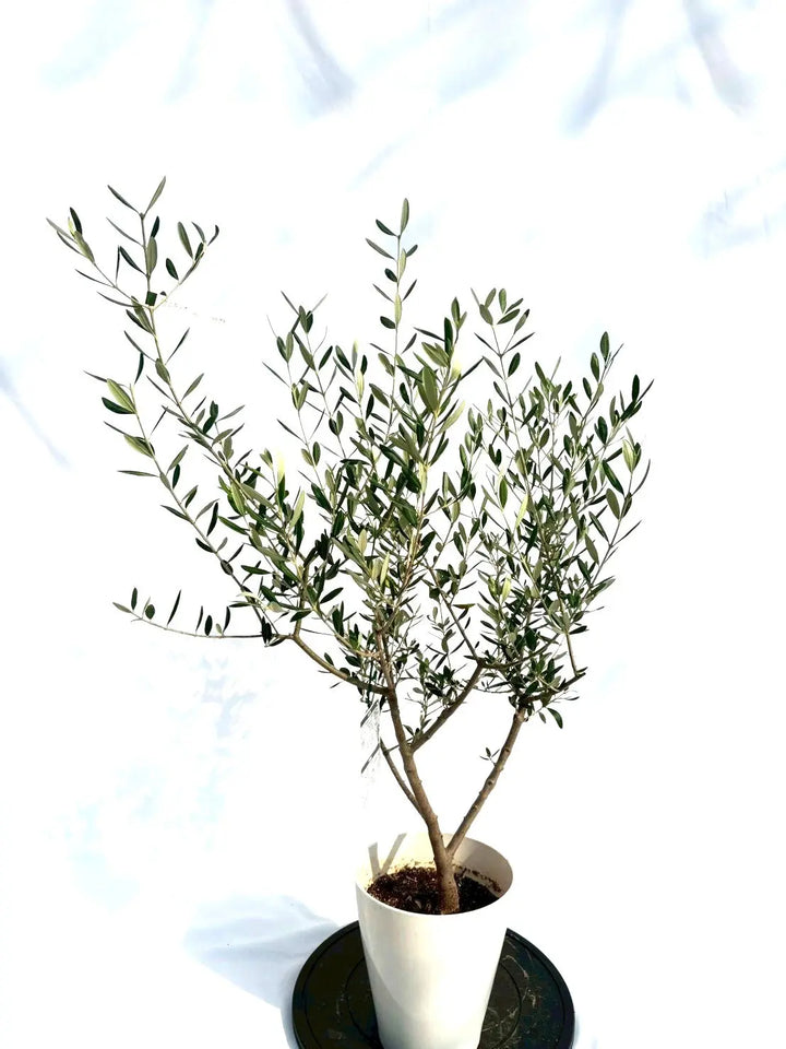 オリーブの木　アスコラーナ　7号　約110cm　NO.699　現品掲載 オリーブの木 アスコラーナ 7号 約110cm NO.699 現品掲載 Powerdio