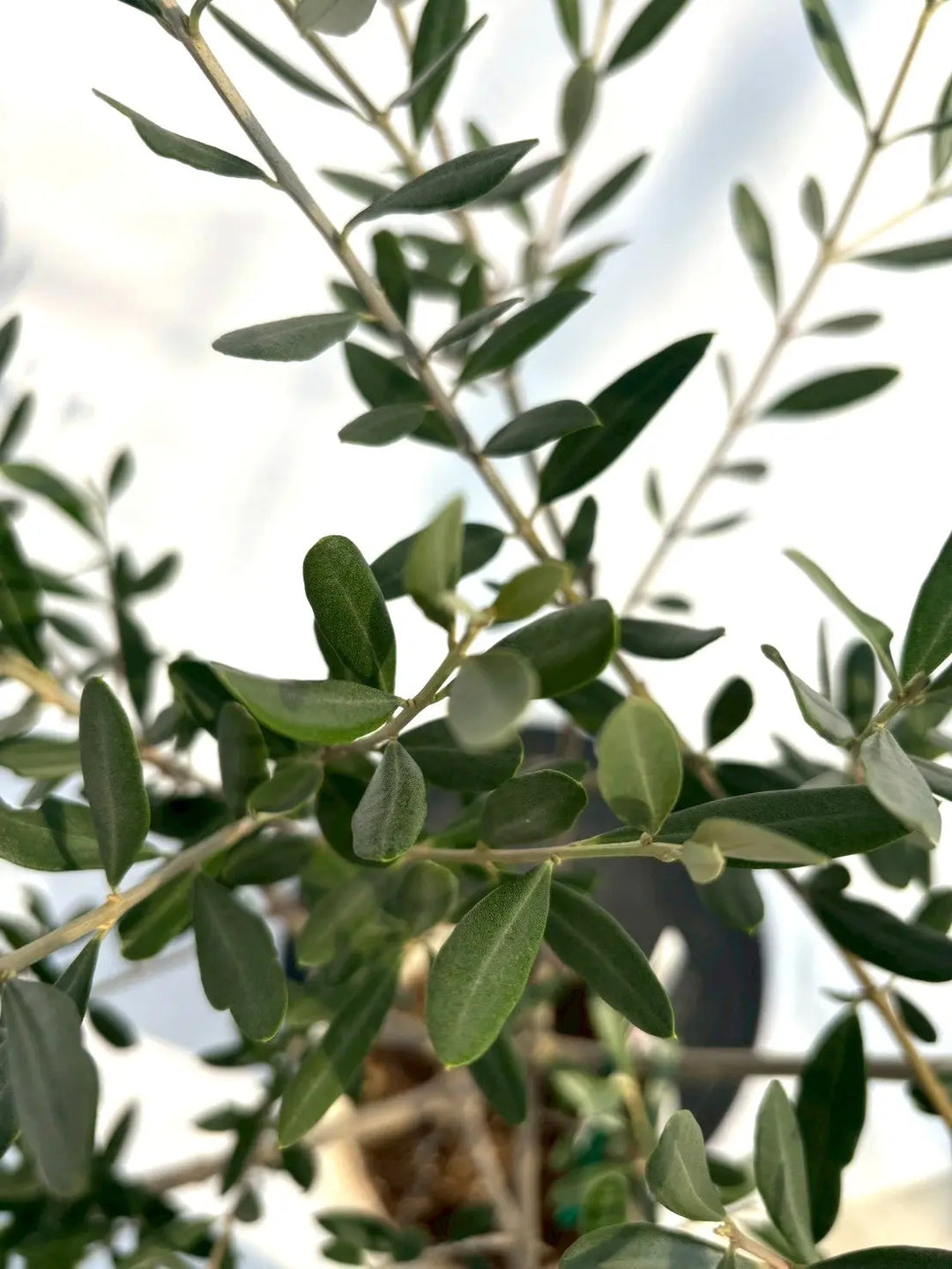 NEWアスコラーナ（オリーブの木）｜Sサイズ｜NO.10699｜約110cm｜人気