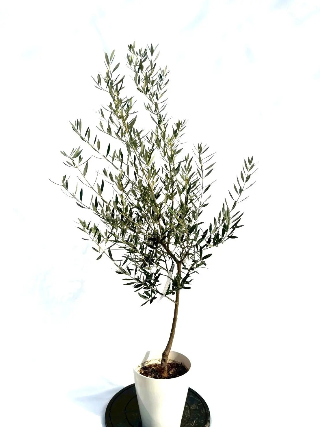 オリーブの木　ピクアル オリーブの木 ピクアル | 観葉植物 | 送料無料でお届け - Hitohana