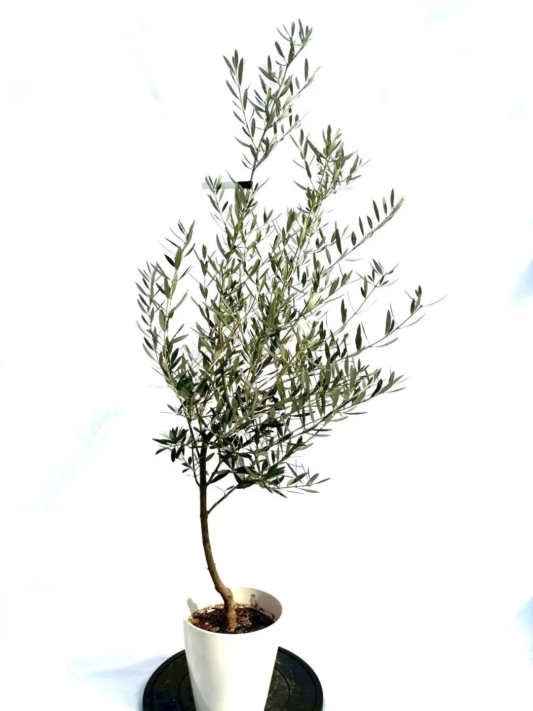 オリーブの木　ピクアル　7号　約140cm　NO.702　人気品種　現品掲載 NEWピクアル（オリーブの木）｜Sサイズ｜NO.10702｜約140cm｜人気・銀
