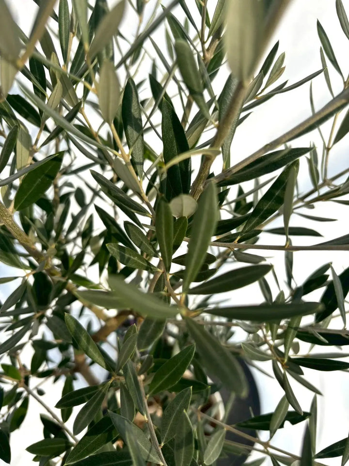 NEWピクアル（オリーブの木）｜Sサイズ｜NO.10702｜約140cm｜人気・銀